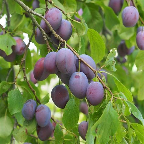 Beauty Asian Plum .